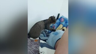 Ko làm mà có ăn chỉ ăn… mèo mèodangyeu meocute