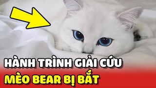 Hoàng Thượng BỊ TRỘM BẮT và HÀNH TRÌNH tìm lại bé của cô chủ may mắn 😌 | Yêu Lu