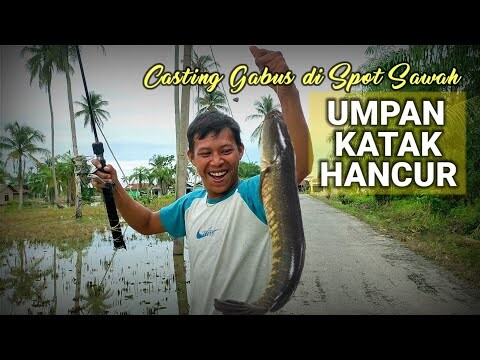 Ganas||Casting ikan gabus monster di spot sawah