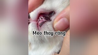 Chi thay răng 🙄🙄🙄🙄 mèo