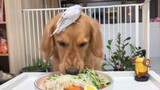 Pet | Dogs' Clean Plate Campaign
