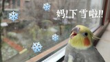 鸟鸟也是见过雪的南方鸟了！！