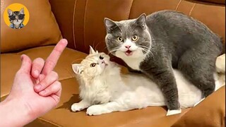 Funny And Cute Cats Reaction😺- Pets Videos Compilation| Pets House