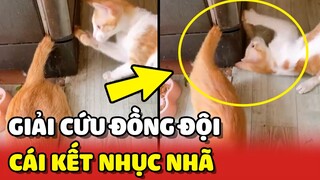 Pha GIẢI CỨU ĐỒNG ĐỘI của Hoàng Thượng và cái kết NHỤC NHÃ 😂 | Yêu Lu