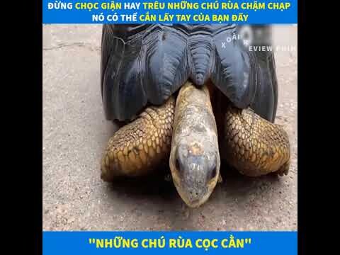 Review Phim Hay - Những Chú Rùa Cọc Cằn - Nhưng Dễ Nuôi