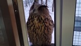Animals|Owl