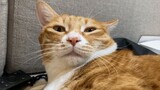 [Hewan] Video Sejarah: Kucing Oren jadi "Induk Susu"
