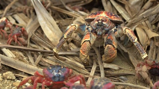 A red crab performs autonomy under the claws of a coconut crab