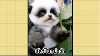 เพื่อนตัวน้อย สัตว์เลี้ยงแสนซน : สัตว์โลกน่ารัก