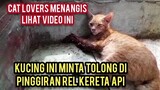Kucing Jalanan menangis Karena 2 Tangannya Hilang Ketabrak Kereta Pecinta Kucing Sedunia Menangis..!
