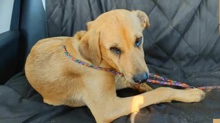 Stray Dog with Jar Stuck on Head Rescued and Adopted Well