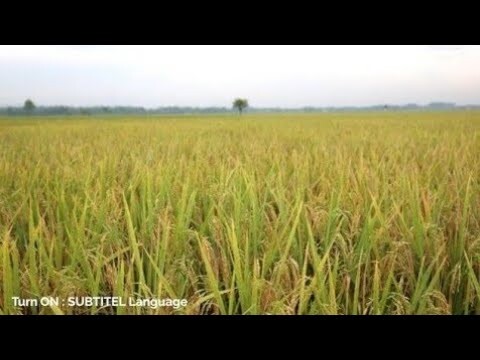 SUASANA SAWAH PEDESAAN 🌾 #kacapi_suling_sunda 🎵 (Eps.2-Panen)