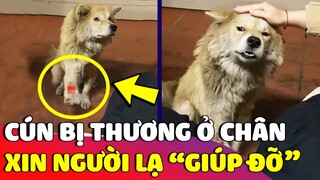 Chú chó 'ĐAU CHÂN' tự tìm đến người lạ để 'XIN GIÚP ĐỠ' và cái kết ấm lòng 😢 | Gâu Đần