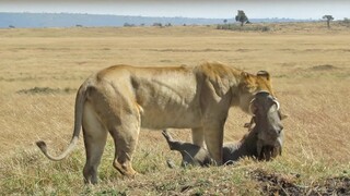 Lion Attack Warthog - Animal Fight | ATP Earth