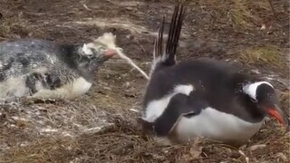 Merpati nekat masuk perapian!