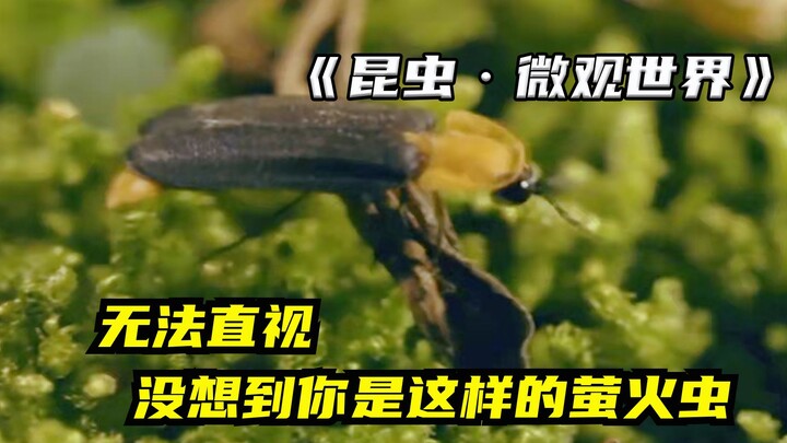 童年梦碎！萤火虫幼时凶残食肉，毒素极高专吃蜗牛，成年才食素