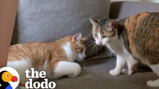ผู้หญิงไปหาป๊าจอห์นและจบลงด้วยการช่วยเหลือลูกแมว The Dodo Cat Crazy