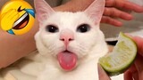 Video Kucing Lucu Banget Bikin Ngakak #102 | Kucing dan Anjing | Kucing Lucu Imut