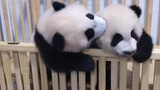 [Panda] Panda fighting