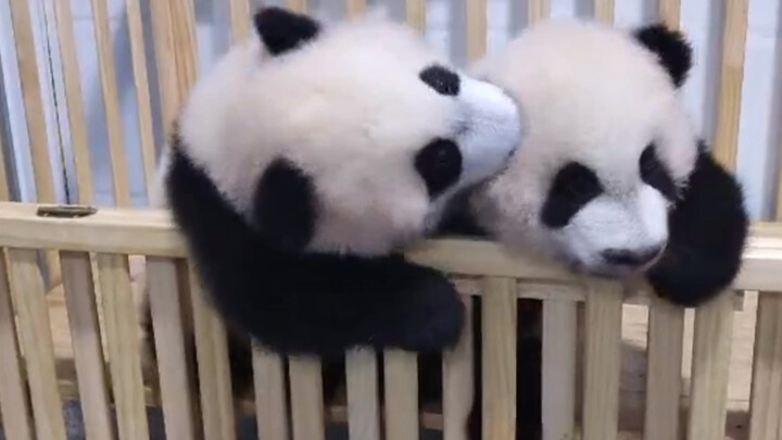 [Hewan]Panda Berkelahi Saling Cium, yang Terluka Hanya Ia Seorang