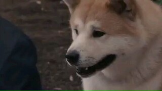 hachiko(heartfelt movie)