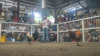 2 wins taparay
