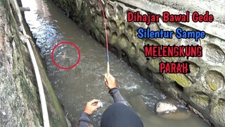 TAK DISANGKA.. Malah Strike Ikan Bawal Besar Di Sarang Nila!!