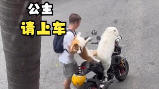 坐在摩托车上的动物们！
