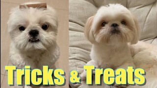 My Shih Tzu Dog's Training Tricks with Treats | So Cute!