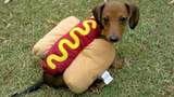 Sausage Dogs ยอดนิยม 🔴 Sausage Dog Video Compilation - Adorable Sausage Dogs Video Compilation