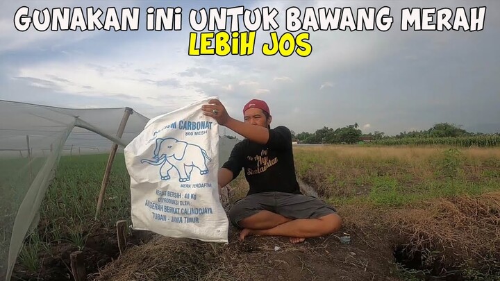 Penggunaan Kalsium Pada Bawang Merah