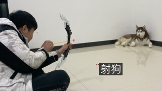 用玩具弓箭射二哈，它会不会害怕？