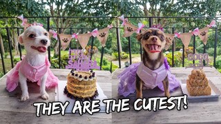 A Doggie Birthday Pawty (Mertola's Farm B&B)  - Nov. 22, 2021 | Vlog #1394