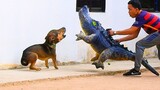 Funny dog video prank, Time to run