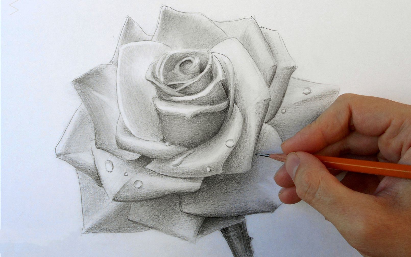 Mẫu Vẽ Hoa Hồng Bằng Bút Chì Rose Pencil