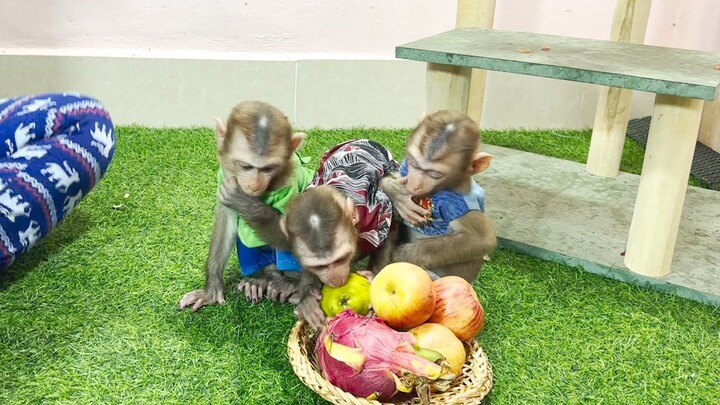 Fruits party for the three monkeys