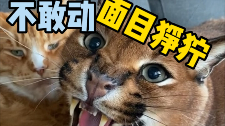 超凶，猫如其名，面目狰狞的狞猫一言不合就吼人 #狞猫 #喵星人 #宠物