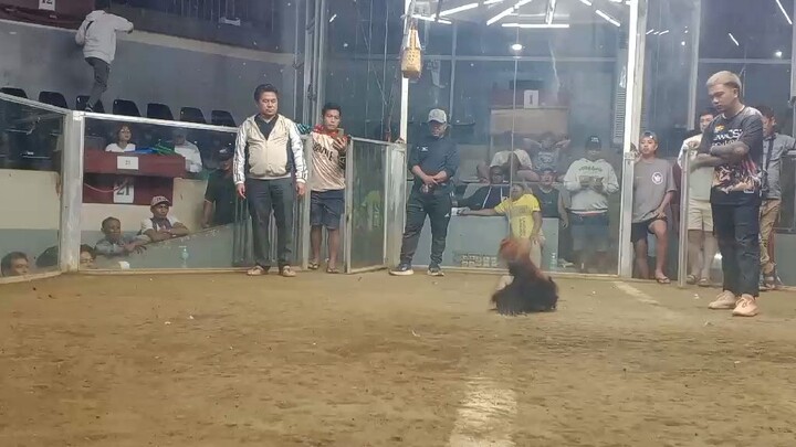 2nd fight 🐓🏆♥️
