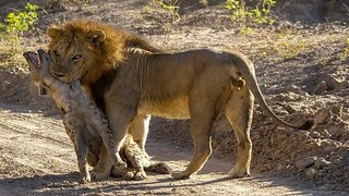 Lion bite Hyena head and killed it for daring to invade territory - Wild Animals 2021