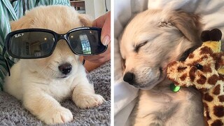 😍Cute Golden Puppies Videos that Will Make Your Day So Much Better 🐶| Cute Puppies