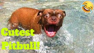 💥Cutest Funny Pitbull Viral Weekly LOL😂🙃💥 of 2019| Funny Animal Videos💥👌