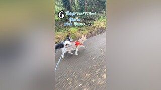 Does anyone else run with their dog/dogs? learnontiktok