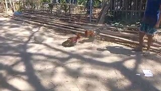 boston vs.goldenboy of JDR GAMEFARM.