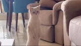 Video by Cats of Instagram (4)