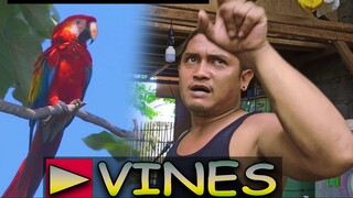 CRAZY PARROT | AMASSER VINES