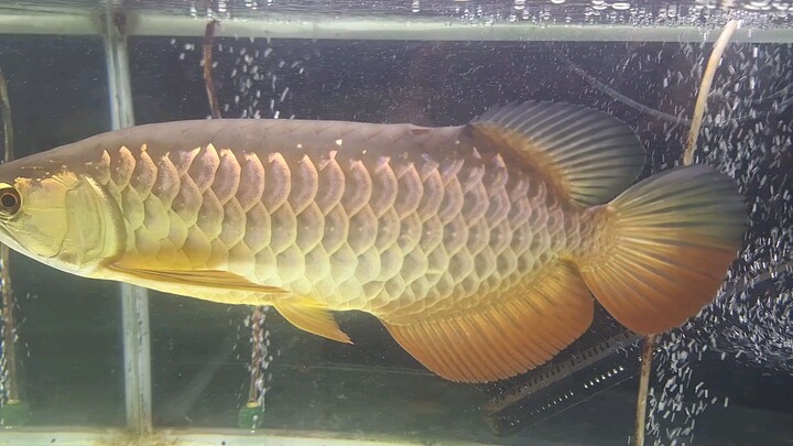 #arowana ปลามังกร