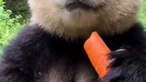 Compilation Video Of  Cute Animals