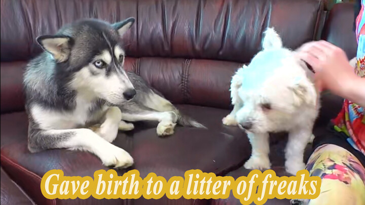 Con của Husky và Bichon Frise trông như thế nào