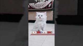 Funny Cats Moments Cute Cats TikTok Moments #funny shorts #tiktok #cat