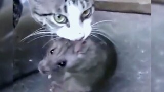 A 5-pound cat catches an 8-pound mouse. Cat: If it’s a mouse, it’s under my control.